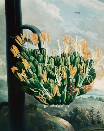 Picture of THE ALOE FROM THE TEMPLE OF FLORA