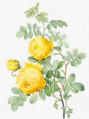Picture of ROSA HEMISPHAERICA, YELLOW ROSE OF SULFUR 