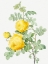 Picture of ROSA HEMISPHAERICA, YELLOW ROSE OF SULFUR 