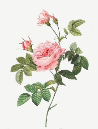Picture of BOURSAULT ROSE, ROSE TURBINE WITHOUT THORNS, ROSA INERMIS