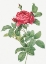 Picture of ROSA GALLICA PONTIANA, BRIDGE ROSE
