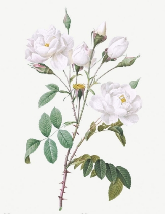 Picture of ROSA CAMPANULATA ALBA, PINK BELLFLOWERS TO WHITE FLOWERS