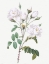 Picture of ROSA CAMPANULATA ALBA, PINK BELLFLOWERS TO WHITE FLOWERS