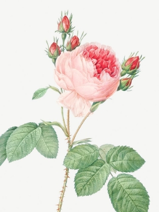 Picture of CABBAGE ROSE, ONE HUNDRED LEAVED ROSE, ROSA CENTIFOLIA