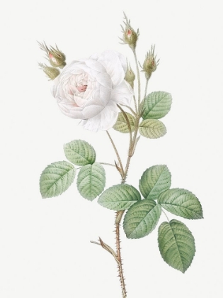 Picture of WHITE MOSS ROSE, MISTY ROSES WITH WHITE FLOWERS, ROSA MUSCOSA ALBA