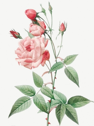 Picture of OLD BLUSH CHINA, COMMON ROSE OF INDIA, ROSA INDICA VULGARIS