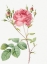 Picture of CUMBERLAND ROSE, ROSA CENTIFOLIA ANGLICA RUBRA