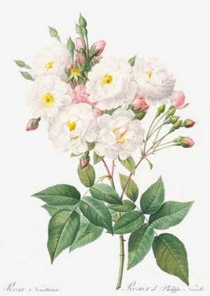 Picture of ROSA NOISETTIANA, ROSE OF PHILIPPE NOISELLE