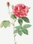 Picture of FRENCH ROSE, ORDINARY PROVINS ROSEBUSH, ROSA GALLUCA OFFUENALIS