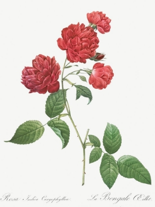Picture of RED CABBAGE ROSE, BENGAL EYELET, ROSA INDICA CARYOPHYLLEA