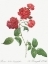 Picture of RED CABBAGE ROSE, BENGAL EYELET, ROSA INDICA CARYOPHYLLEA