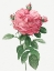 Picture of GIANT FRENCH ROSE BLOOM, PROVINS ROSEBUSH WITH GIGANTIC FLOWER, ROSA GALLICA FLORE GIGANTEO