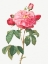 Picture of GALLIC ROSE, DUCHESS OF ORLEANS, ROSA GALLICA AURELIANENSIS