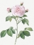Picture of ROYAL WHITE ROSE, ROSA ALBA REGALIS
