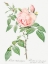 Picture of ROSA INDICA FRAGRANS, FRAGRANT ROSEBUSH