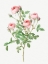 Picture of BURGUNDIAN ROSE, ROSA POMPONIA