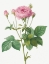 Picture of ROSA GALLICA GRANULES, ROSEBUSH OF FRANCE WITH POMEGRANATE