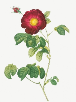 Picture of SIMPLE FLOWERED FRENCH ROSE, ROSA RECLINATA FLORE SIMPLICI