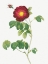 Picture of SIMPLE FLOWERED FRENCH ROSE, ROSA RECLINATA FLORE SIMPLICI