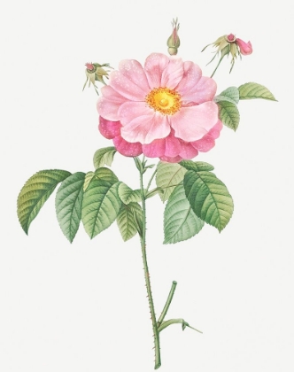 Picture of MARBLED OR SPECKLED PROVINS ROSE, ROSA GALLICA FLORE MARMOREO