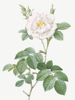 Picture of ROSA ALBA FLORE PLENO, ORDINARY WHITE ROSE
