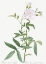 Picture of ROSA ALBA CIMBOEFOLIA , WHITE ROSE WITH HEMP LEAVES