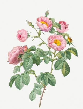 Picture of TOMENTOSE ROSE, ROSEBUSH WITH SOFT LEAVES, ROSA MOLLISSIMA