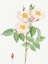 Picture of DAMASK ROSE, ROSEWOOD ROSE PETAL, ROSA DAMASCENA