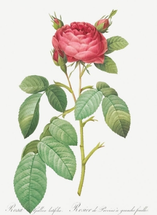 Picture of GALLIC ROSE, ROSE OF PROVINS WITH LARGE LEAVES, ROSA GALLICA LATIFOLIA