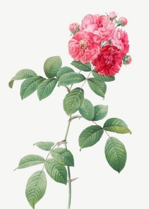 Picture of SEVEN SISTERS ROSES, MULTIFLORA ROSE WITH LARGE LEAVES, ROSA MULTIFLORA PLATYPHYLLA