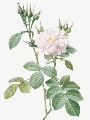 Picture of AUTUMN DAMASK ROSE, ROSEBUSH OF THE FOUR SEASONS WITH WHITE FLOWERS, ROSA BIFERA ALBA