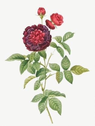 Picture of GUERINS ROSE, ONE HUNDRED-LEAVED ROSE, ROSA GALLICA GUERINIANA