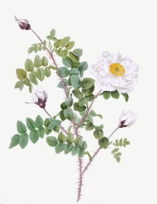 Picture of DOUBLE WHITE BURNET ROSE, PIMPLE ROSE WITH WHITE FLOWERS, ROSA PIMPINELLIFOLIA ALBA FLORE MULTIPLEI