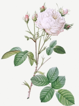Picture of CABBAGE ROSE WHITE PROVENCE, UNIQUE BLANCE, ROSA CENTIFOLIA MUTABILIS
