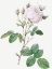 Picture of CABBAGE ROSE WHITE PROVENCE, UNIQUE BLANCE, ROSA CENTIFOLIA MUTABILIS