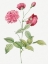 Picture of CHINA ROSE, BENGAL ANIMATING, ROSA INDICA DICHOTOMA