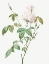 Picture of MONTHLY ROSE, BENGAL ROSE WITH WHITE FLOWERS, ROSA INDICA SUBALBA