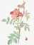 Picture of REDLEAF ROSE, ROSEBUSH WITH REDDISH LEAVES, ROSA RUBRIFOLIA