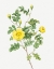 Picture of SWEETBRIAR ROSE, EGLANTINE ROSE, ROSA EGLANTERIA LUTEOLA