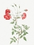Picture of RED ROSE, BENGAL IN BOUQUET, ROSA INDICA SERTULATA