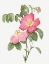 Picture of PINK FRENCH ROSE, PROVINS ROSEBUSH WITH PINK AND SIMPLE FLOWERS