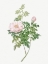 Picture of VENTENATS ROSE, ROSE BUSH, ROSA VENTENATIANA