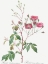 Picture of PINK NOISETTE, ROSA NOISETTIANA PURPUREA