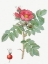 Picture of KAMTSCHATKA ROSE, ROSA KAMTSCHATICA