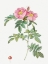 Picture of ROSA LUCIDA, SHINING ROSE