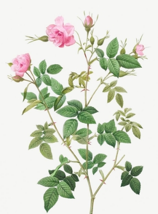 Picture of WILD ROSE, ROSEBUSH WITH SMALL FLOWERS, ROSA PARVIFLORA