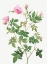 Picture of WILD ROSE, ROSEBUSH WITH SMALL FLOWERS, ROSA PARVIFLORA