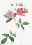 Picture of HUDSON ROSEHIP WITH CLIMBING STEMS, ROSA HUDSONIANA SCANDENS