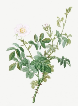 Picture of WHITE DOWNY ROSE, COTTONY ROSE, ROSA TOMENTOSA