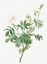 Picture of WHITE DOWNY ROSE, COTTONY ROSE, ROSA TOMENTOSA
